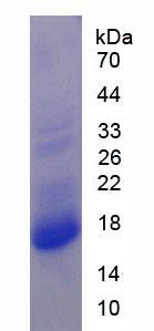 Recombinant N-Terminal Pro-Atrial Natriuretic Peptide (NT-ProANP)