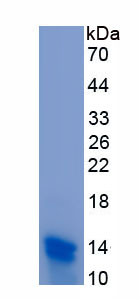 Recombinant N-Terminal Pro-Brain Natriuretic Peptide (NT-ProBNP)