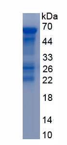 Recombinant Nestin (NES)