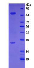 Recombinant Fibrinogen Like Protein 2 (FGL2)