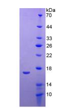 Recombinant Apolipoprotein A1 (APOA1)