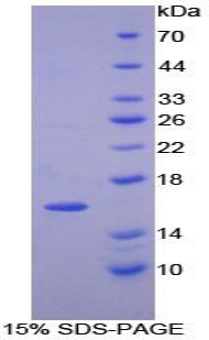 Recombinant Platelet Derived Growth Factor AA (PDGFAA)