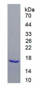 Recombinant Platelet Derived Growth Factor Subunit A (PDGFA)