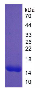 Recombinant Platelet Derived Growth Factor Subunit A (PDGFA)