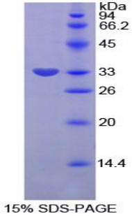 Recombinant Plasminogen Activator Inhibitor 2 (PAI2)