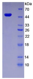 Recombinant Plasminogen Activator Inhibitor 1 (PAI1)