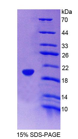 Recombinant Intercellular Adhesion Molecule 3 (ICAM3)