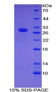 Recombinant Intercellular Adhesion Molecule 2 (ICAM2)