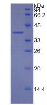 Recombinant Myelin Basic Protein (MBP)