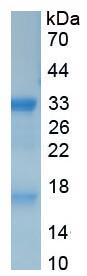 Recombinant Myelin Basic Protein (MBP)