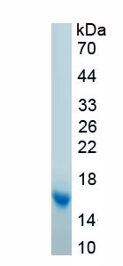 Recombinant Brain Natriuretic Peptide (BNP)