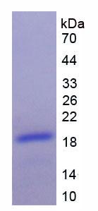 Recombinant Brain Natriuretic Peptide (BNP)