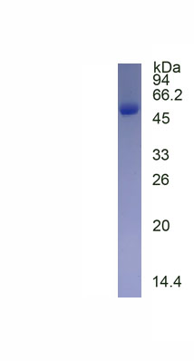 Recombinant Vascular Cell Adhesion Molecule 1 (VCAM1)