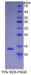 Recombinant Vascular Cell Adhesion Molecule 1 (VCAM1)