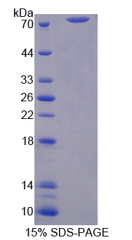 Recombinant Intercellular Adhesion Molecule 1 (ICAM1)