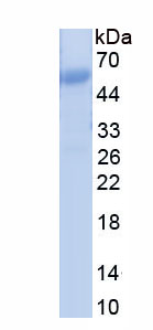 Recombinant Intercellular Adhesion Molecule 1 (ICAM1)