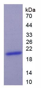 Recombinant Cytokeratin 9 (CK9)