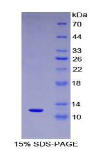 Recombinant Macrophage Inflammatory Protein 5 (MIP5)