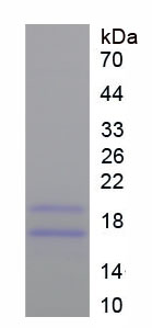 Recombinant Fibroblast Growth Factor 2, Basic (FGF2)