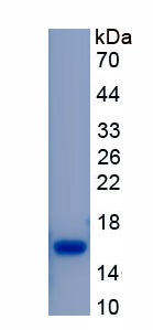 Recombinant Fibroblast Growth Factor 2, Basic (FGF2)