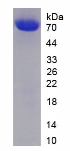 Recombinant Matrix Metalloproteinase 9 (MMP9)