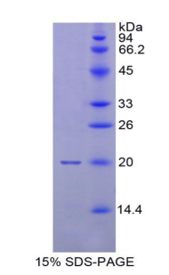 Recombinant Matrix Metalloproteinase 9 (MMP9)