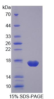 Recombinant Fatty Acid Binding Protein 2, Intestinal (FABP2)