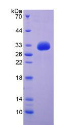 Recombinant Epidermal Growth Factor (EGF)