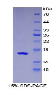 Recombinant Leukemia Inhibitory Factor Receptor (LIFR)