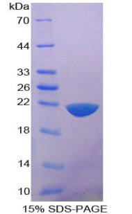 Recombinant Interleukin 1 Delta (FIL1d)