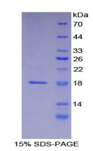 Recombinant Laminin Alpha 1 (LAMA1)