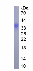 Recombinant Laminin Alpha 1 (LAMA1)