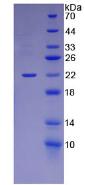 Recombinant Laminin Alpha 1 (LAMA1)