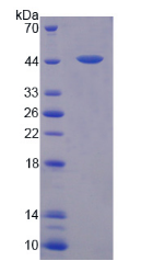 Recombinant Aquaporin 4 (AQP4)