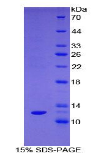 Recombinant Somatostatin (SST)