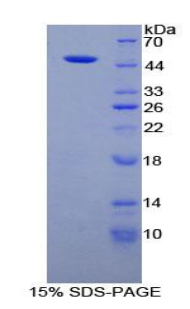 Recombinant Fibrillin 1 (FBN1)