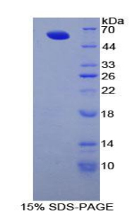 Recombinant Fibrillin 1 (FBN1)