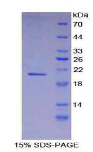 Recombinant Fibrillin 1 (FBN1)