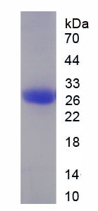 Recombinant Fibrillin 1 (FBN1)