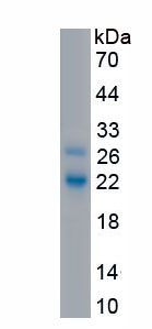 Recombinant Fibrillin 1 (FBN1)