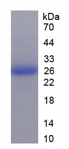 Recombinant Fibrillin 1 (FBN1)