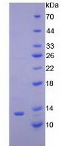 Recombinant Cytochrome C (CYCS)