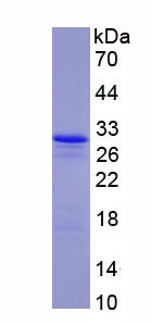 Recombinant Granzyme A (GZMA)