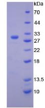 Recombinant Granzyme A (GZMA)