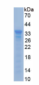 Recombinant Granzyme B (GZMB)