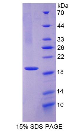 Recombinant Myeloperoxidase (MPO)