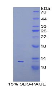 Recombinant Peroxisomal Biogenesis Factor 2 (PEX2)