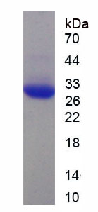 Recombinant Apolipoprotein B100 (APOB100)