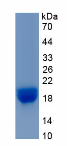 Recombinant Apolipoprotein A2 (APOA2)