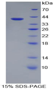 Recombinant Apolipoprotein A2 (APOA2)